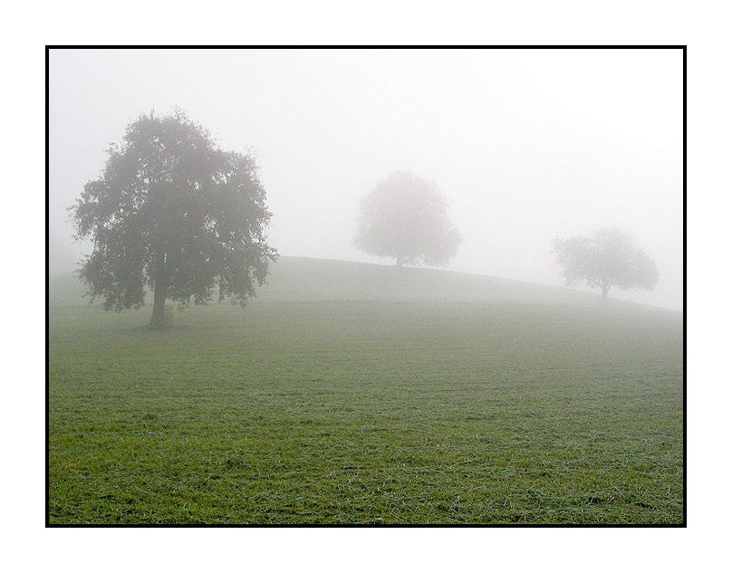 'Meine Bäume - Im Nebel' von Kurt Salzmann