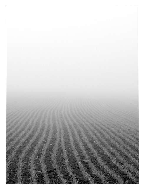 'Nebel' von Kurt Salzmann