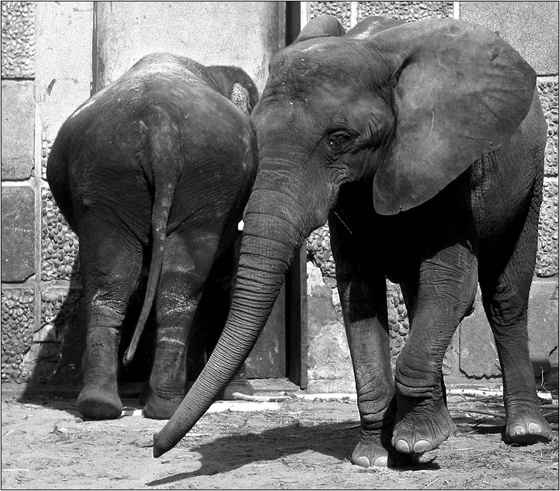 'Die Zooelefanten' von Kurt Salzmann