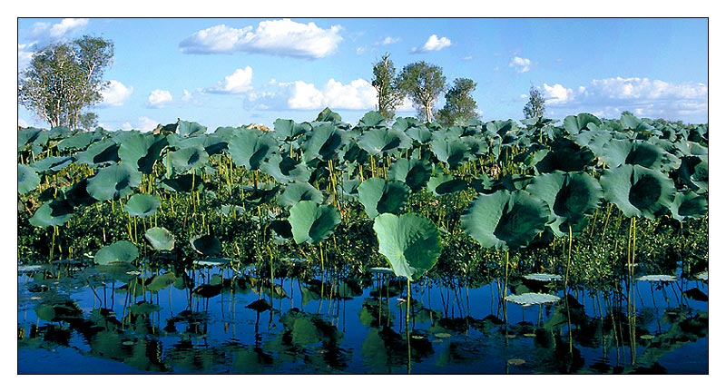 'Kakadu Nationalpark, Northern Territory , Australien' von Kurt Salzmann