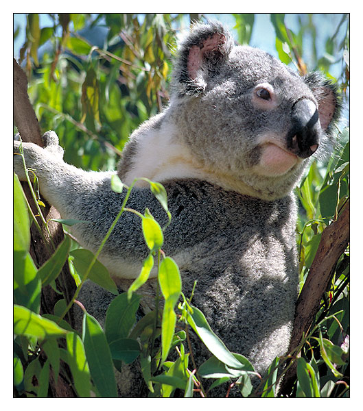 'Koala, Brisbane, Queensland, Australien,' von Kurt Salzmann