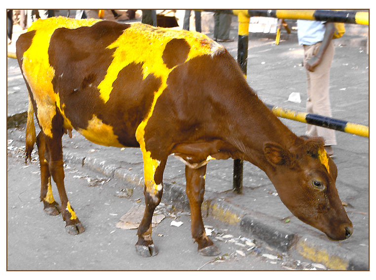 'Gelbe Kuh Mysore Karnataka Indien' von Kurt Salzmann