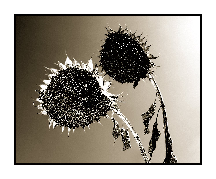 'Sonnenblume Neige getönt' von Kurt Salzmann
