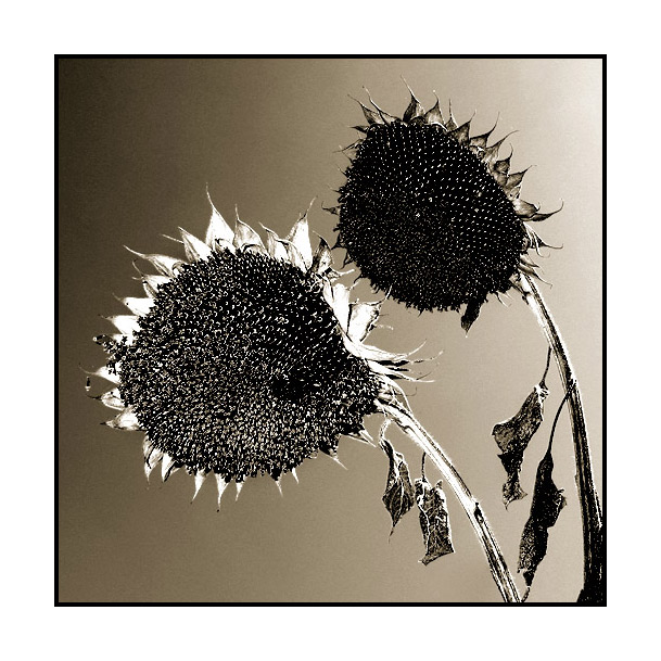 'Sonnenblume nach Wunsch...' von Kurt Salzmann