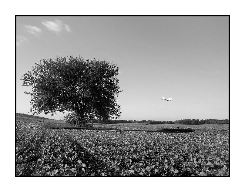 'Ein Baum im Feld mit Jet' von Kurt Salzmann
