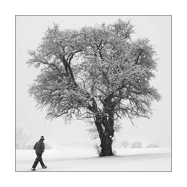 'Der Mann und der Baum...' von Kurt Salzmann