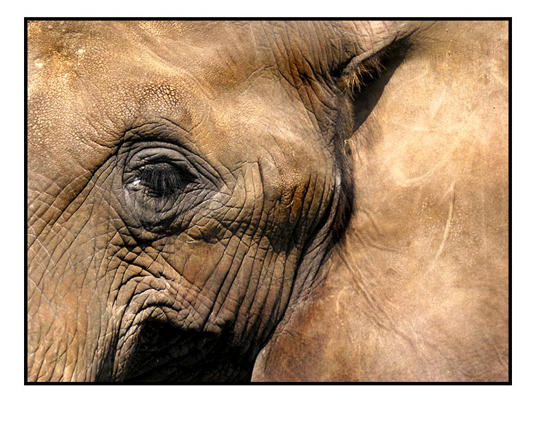 'Das Auge des Elefanten' von Kurt Salzmann