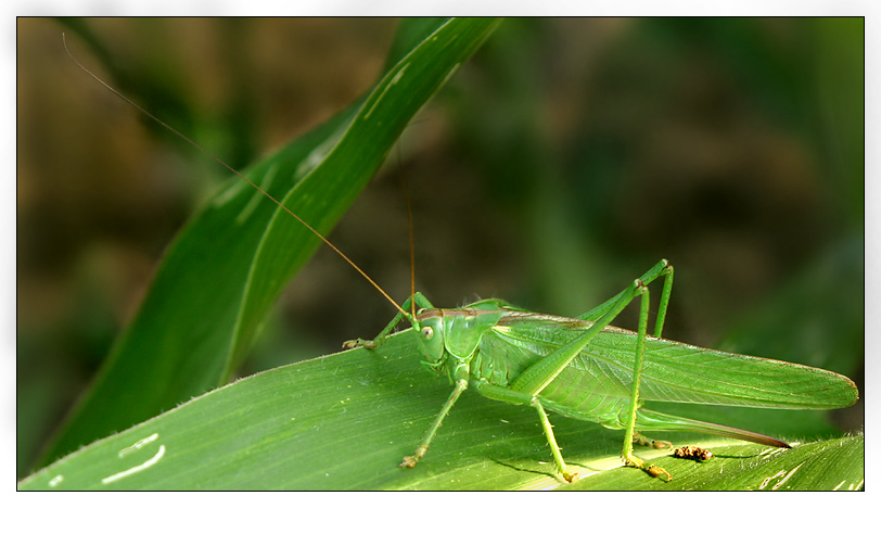 'Grasshopper #2' von Kurt Salzmann