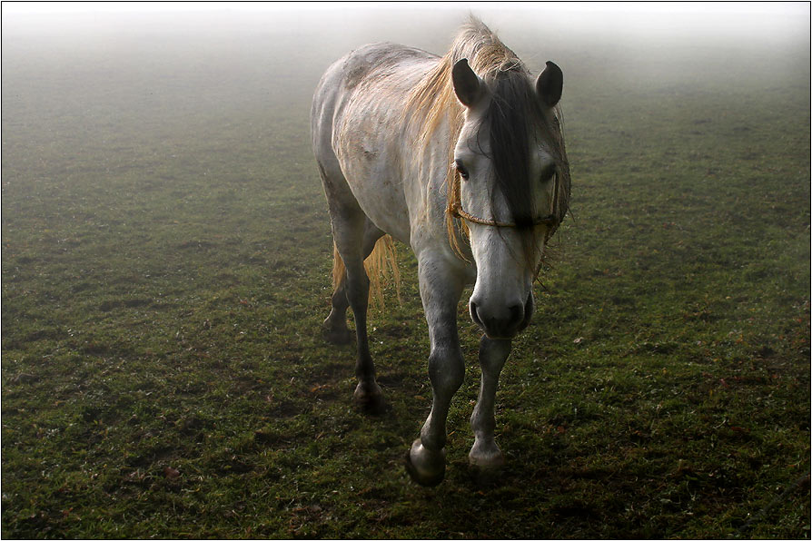 'Hallo Pferd' von Kurt - Salzmann
